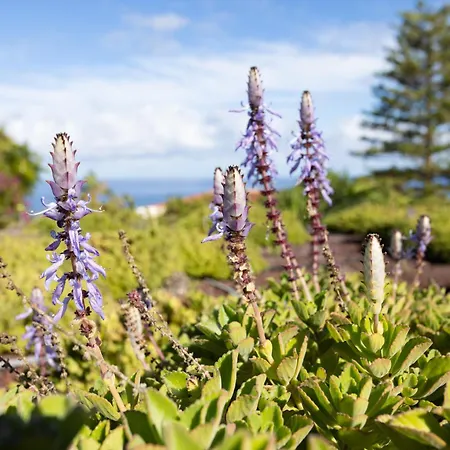 Home2book Modern Strelitzia, Peace Retreat Lejlighed *